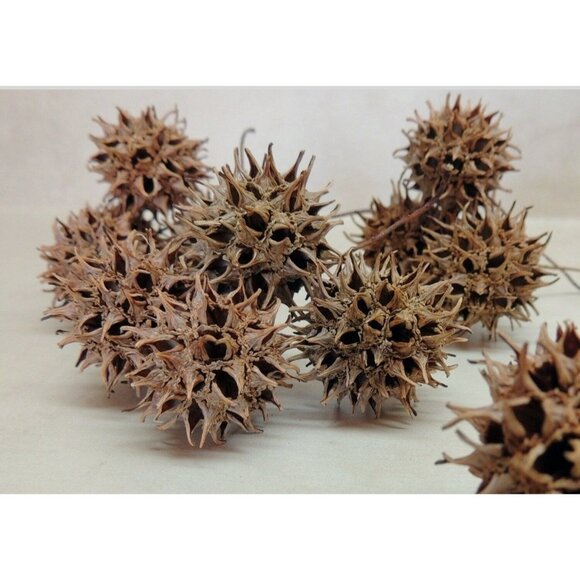 Other - 100 Sweet Gum Tree Balls Spiked Craft Decor Monkey Balls Spikey Brown Burrs